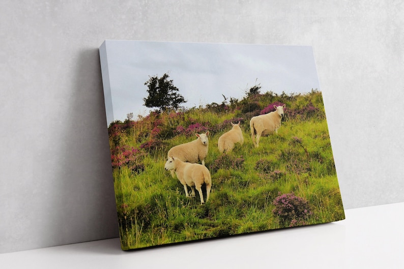 Sheep in Heather, Scotland Photo, Isle of Skye, Photo Print, Scottish Sheep, Sheep Grazing, Scotland Scenes, Scottish Landscape, Photo Art image 6