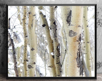 Aspen Tree Trunks in Winter, Nature Photography, Colorado Wall Art, Aspen Tree Photography, Mountain Decor, Photo Print, White Birch Photo
