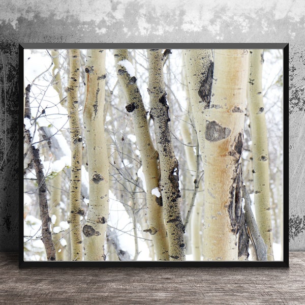 Aspen Tree Trunks in Winter, Nature Photography, Colorado Wall Art, Aspen Tree Photography, Mountain Decor, Photo Print, White Birch Photo