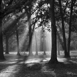 Black and White Forest Wall Art, Sunlight Through Trees Photography Print, Nature Landscape Decor, Woodland Canvas or Metal Print, 16x20 zdjęcie 3