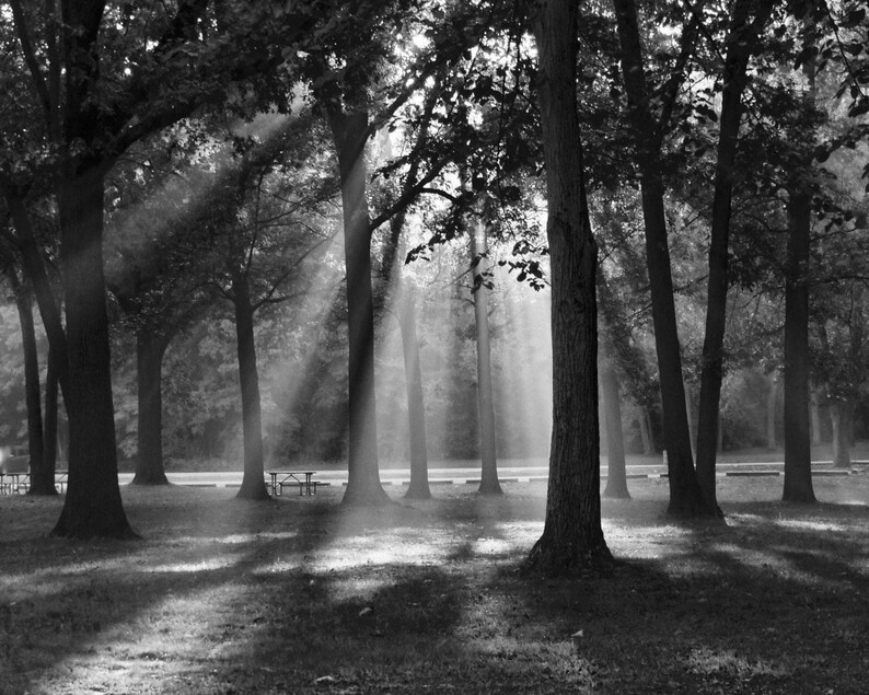 Black and White Forest Wall Art, Sunlight Through Trees Photography Print, Nature Landscape Decor, Woodland Canvas or Metal Print, 16x20 zdjęcie 3