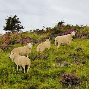 Sheep in Heather, Scotland Photo, Isle of Skye, Photo Print, Scottish Sheep, Sheep Grazing, Scotland Scenes, Scottish Landscape, Photo Art image 3