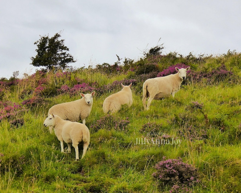 Sheep in Heather, Scotland Photo, Isle of Skye, Photo Print, Scottish Sheep, Sheep Grazing, Scotland Scenes, Scottish Landscape, Photo Art image 3