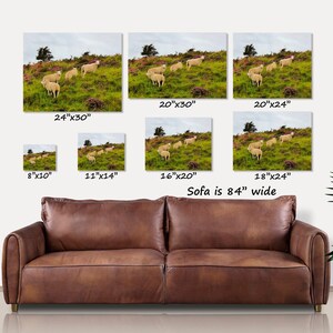 Sheep in Heather, Scotland Photo, Isle of Skye, Photo Print, Scottish Sheep, Sheep Grazing, Scotland Scenes, Scottish Landscape, Photo Art image 9