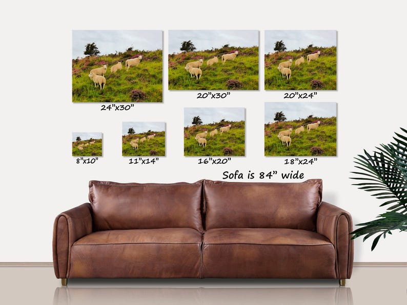 Sheep in Heather, Scotland Photo, Isle of Skye, Photo Print, Scottish Sheep, Sheep Grazing, Scotland Scenes, Scottish Landscape, Photo Art image 9
