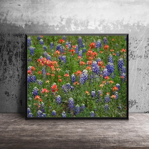 A vibrant field of blue bluebonnets and orange Indian paintbrush wildflowers under a clear sky in the Texas Hill Country.
