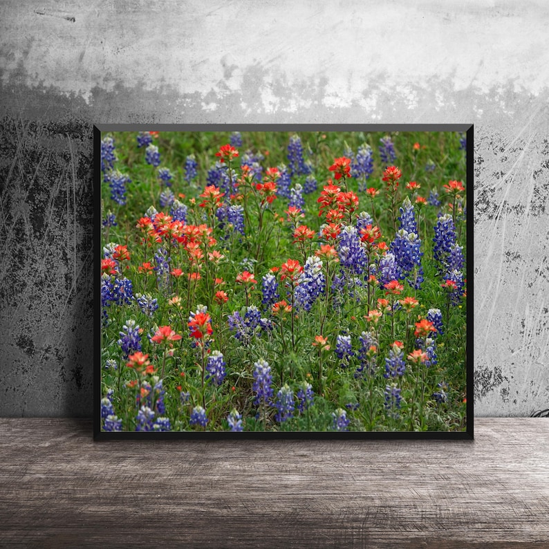 A vibrant field of blue bluebonnets and orange Indian paintbrush wildflowers under a clear sky in the Texas Hill Country.