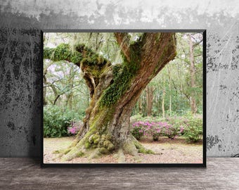 Louisiana Live Oak Tree Photography Print, Southern Wall Art, Spanish Moss Bayou