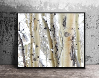 Aspen Tree Trunks in Winter, Nature Photography, Colorado Wall Art, Aspen Tree Photography, Mountain Decor, Photo Print, White Birch Photo