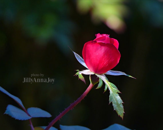 Single Red Rose Rose Photo Gift For Her Photo Print Floral Etsy