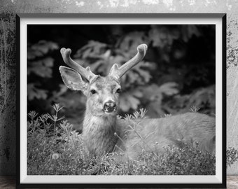 Black and White Deer Photography Print, Unique Gift for Animal Lover, Woodland Cabin Decor, Deer Buck Art on Canvas, Wildlife Photography