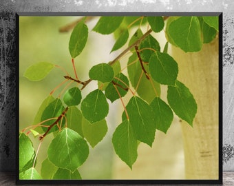 Aspen Tree Green Leaves Photo, Nature Photography, Woodland Wall Art, Close Up White Birch Tree Branch, 16x20  Forest Art Print