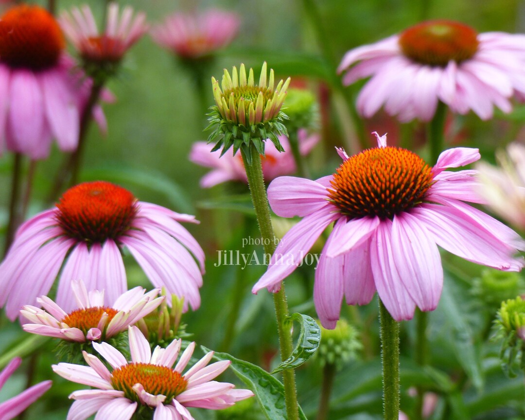 Cheerful Pink Coneflowers Field of Pink Wildflowers Flowers Etsy