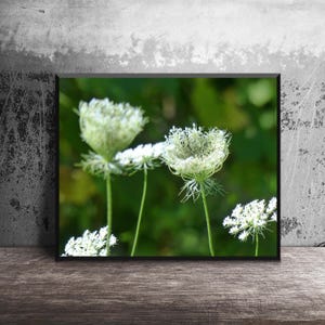 Queen Anne's Lace, Wildflower Photo, Lacy Flowers, 16x20 Cottage Decor, Bright Green Floral, Whimsical Wildflowers, White Flower Patch