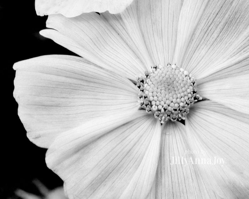 Black and White Nature Photography, White Flower Photo, Macro Flower, Photo Print, Flower Close Up, White Flower Petals, 16x20 Wall Art image 4