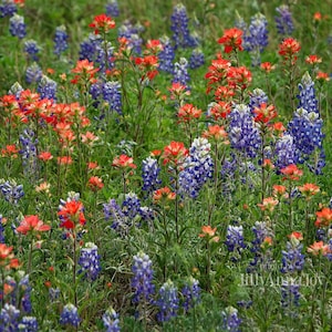 Impresión artística de lupinos de Texas y pincel indio, fotografía de campo de flores silvestres, decoración de pared de la región montañosa de Texas, lienzo o impresión en metal. imagen 4