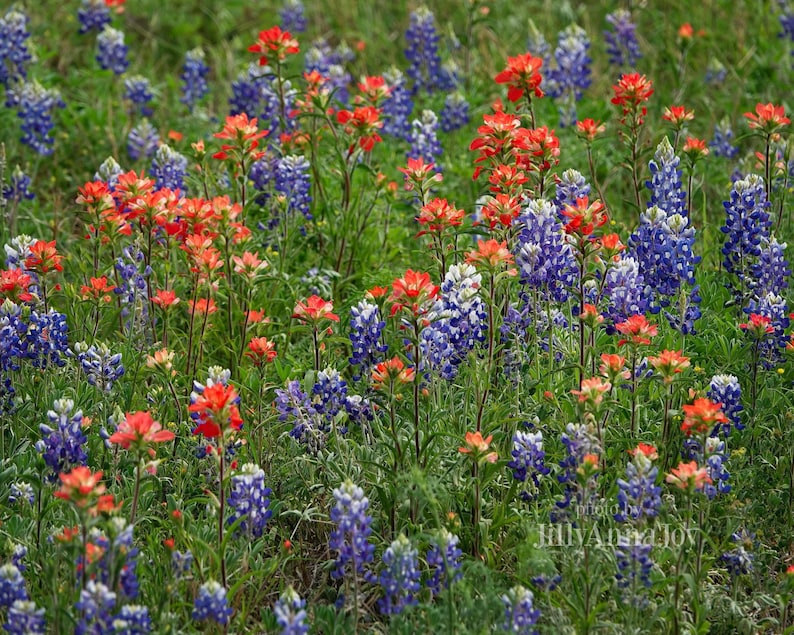 Impresión artística de lupinos de Texas y pincel indio, fotografía de campo de flores silvestres, decoración de pared de la región montañosa de Texas, lienzo o impresión en metal. imagen 4