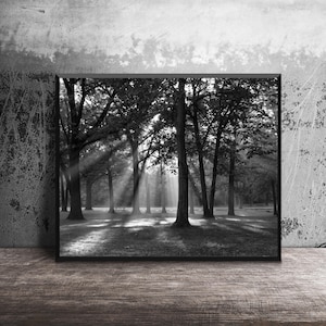 Black and white photography print of sunlight rays streaming through a dense forest of trees on a foggy morning.