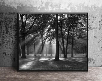 Black and White Forest Wall Art, Sunlight Through Trees Photography Print, Nature Landscape Decor, Woodland Canvas or Metal Print, 16x20