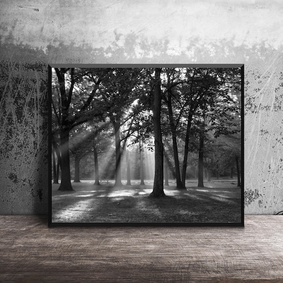 Black and White Forest Wall Art, Sunlight Through Trees Photography Print, Nature Landscape Decor, Woodland Canvas or Metal Print, 16x20