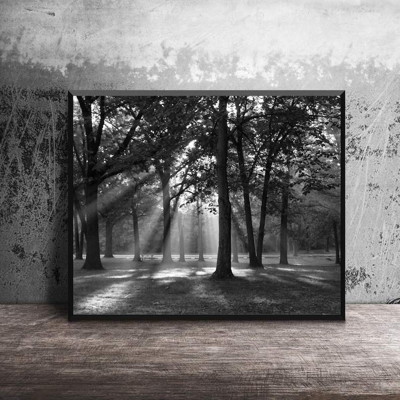 Black and white photography print of sunlight rays streaming through a dense forest of trees on a foggy morning.