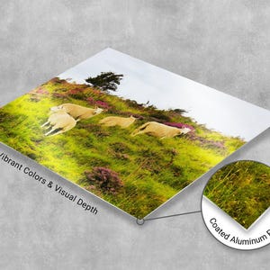 Sheep in Heather, Scotland Photo, Isle of Skye, Photo Print, Scottish Sheep, Sheep Grazing, Scotland Scenes, Scottish Landscape, Photo Art image 8