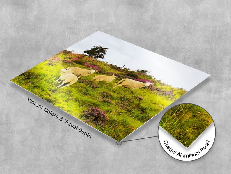 Sheep in Heather, Scotland Photo, Isle of Skye, Photo Print, Scottish Sheep, Sheep Grazing, Scotland Scenes, Scottish Landscape, Photo Art image 8