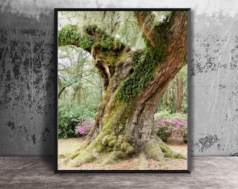 Louisiana Nature Photography, Live Oak Tree Photograph, Louisiana Southern Decor, Photo Art Print, Wall Art, Cajun Country, Avery Island LA