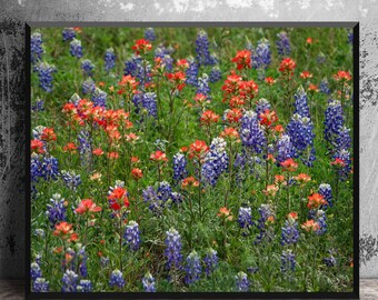 Texas Bluebonnets and Indian Paintbrush Art Print, Mothers Day Gift for Texan, Wildflower Field Art, Texas Hill Country Photography