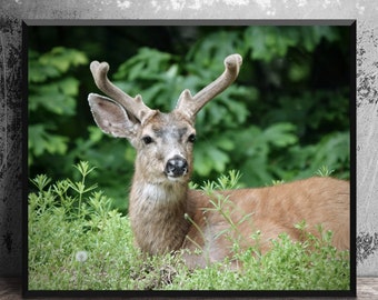 Black Tail Deer with Velvet Antlers Art Print, Gift for Hunter, Woodland Home Decor, Deer Buck Art on Canvas, Wildlife Photography