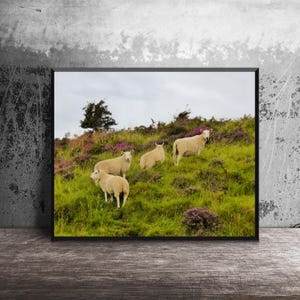 Sheep in Heather, Scotland Photo, Isle of Skye, Photo Print, Scottish Sheep, Sheep Grazing, Scotland Scenes, Scottish Landscape, Photo Art image 1