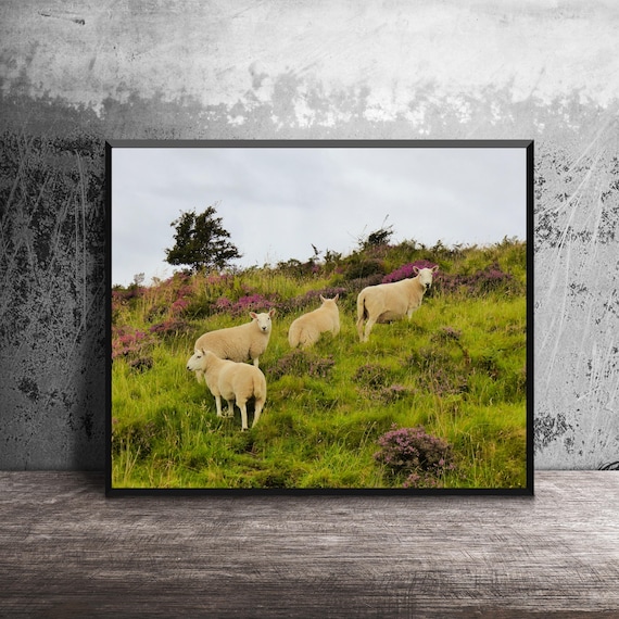 Sheep in Heather, Scotland Photo, Isle of Skye, Photo Print, Scottish Sheep, Sheep Grazing, Scotland Scenes, Scottish Landscape, Photo Art