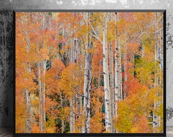 Orange Aspen Tree Wall Art, Fall Nature Photography, Utah Wall Decor, Mountain Decor, White Birch Photo Print, Rustic Country Home