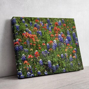 Gallery wrapped canvas photography of Texas bluebonnets