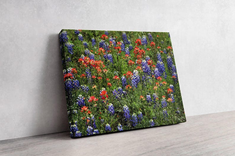 Gallery wrapped canvas photography of Texas bluebonnets