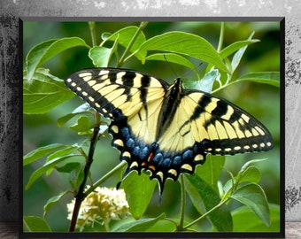 Swallowtail Photo, Butterfly Closeup, Nature Photography, Butterfly Art, Photo Print, 16x20 Home Decor, Summer Scene, Yellow Photo Art