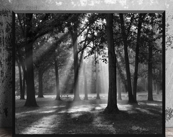 Rays of Sunlight Streaming through Forest, Black and White Wall Art, Majestic Wall Art, Woodland Decor, 16x20 Tree Photography