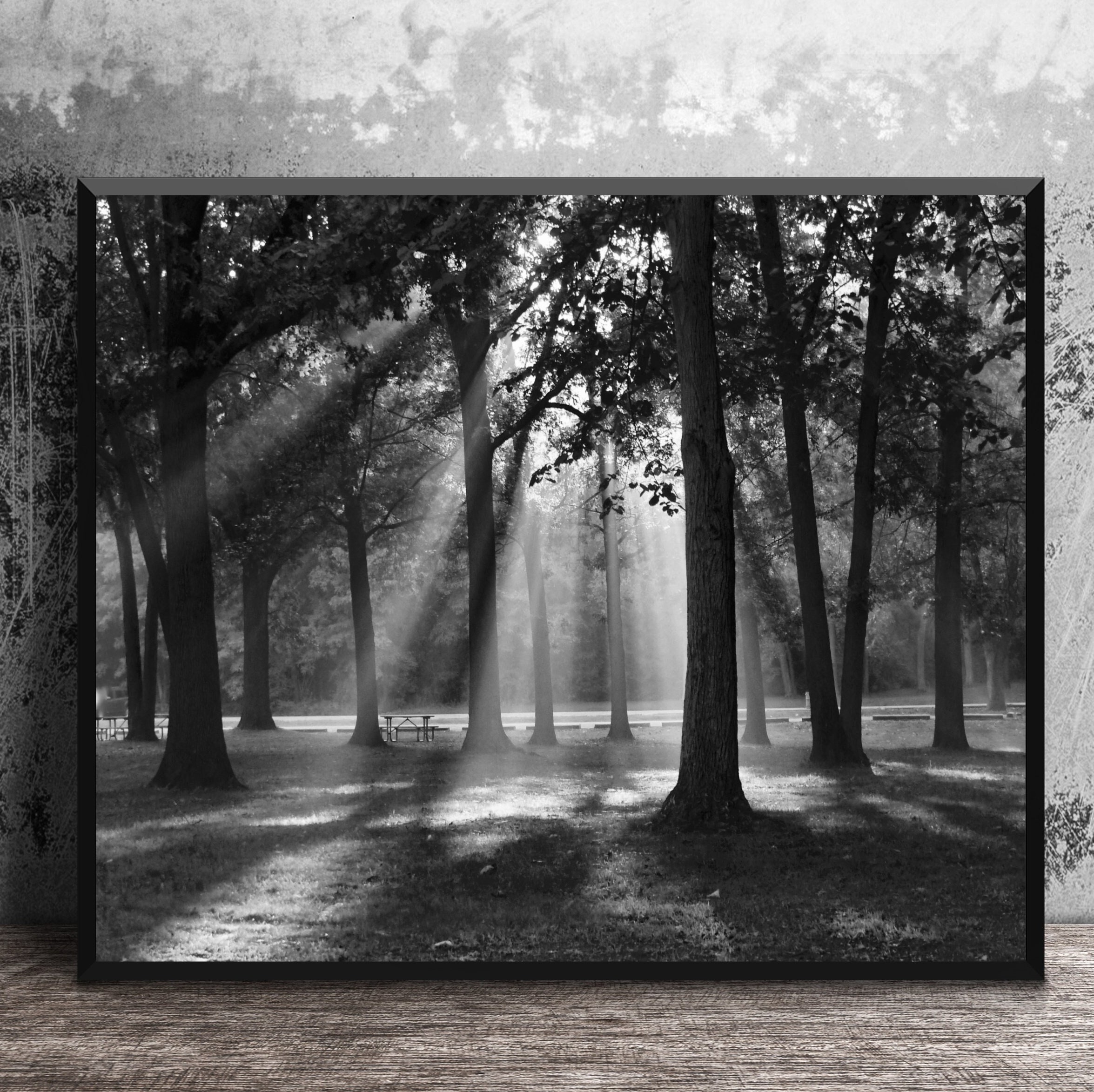 Rays of Sunlight Streaming Through Forest, Black and White Wall Art,  Majestic Wall Art, Woodland Decor, 16x20 Tree Photography - Etsy, image size:2351x2347
