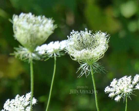 Queen Annes Lace Art Print, Queen Annes Photo, Wild Flowers Photo, Flora  Art Print, Botanical Art Print, Field Flowers Print, Large Wall Art 