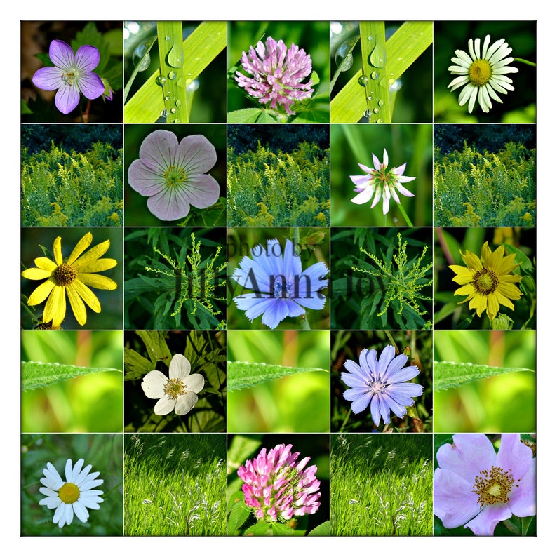 Michigan Wildflowers Flower Pictures Nature Photography Garden Decor Flower Collage Green Grass Photo Print Spring Images Green Art