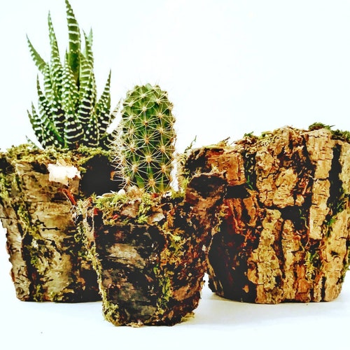 Natural Cork Bark Planter oak Tree the Tree Didn't Etsy