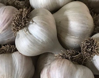 Large German Hard Neck Planting Garlic Bulbs 100% naturally grown (with love) for your garden and table