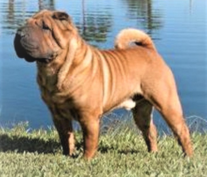 English Bulldog or Shar Pei Mold Shiny Silicone / Family Dog