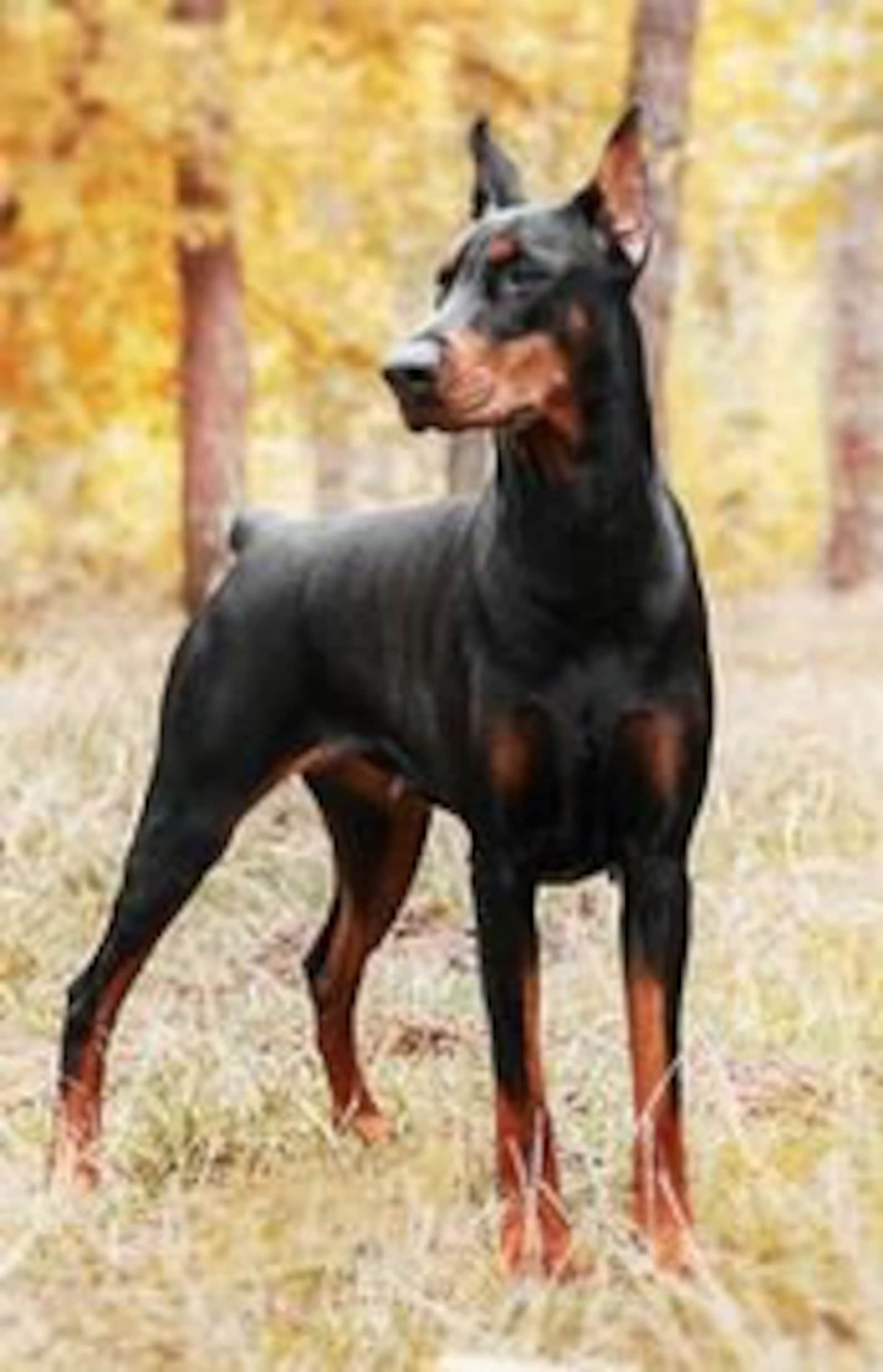 NEW DOBERMAN Shiny Silicone Mold / Family Dog / Great Dane / Etsy