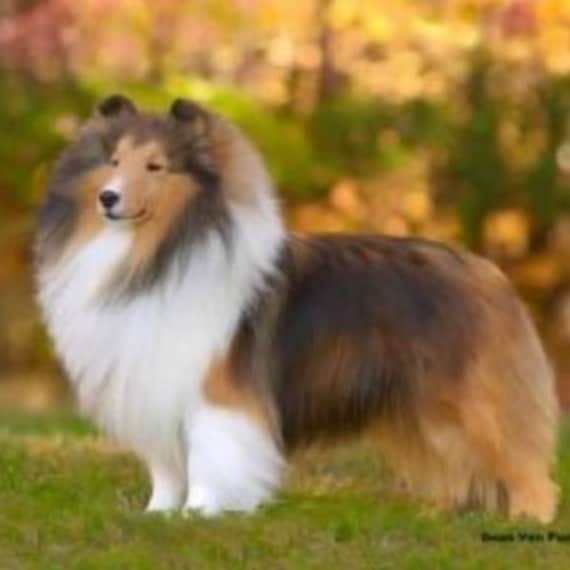 sheltie.ryo  Shetland Sheepdog - The Breed Archive