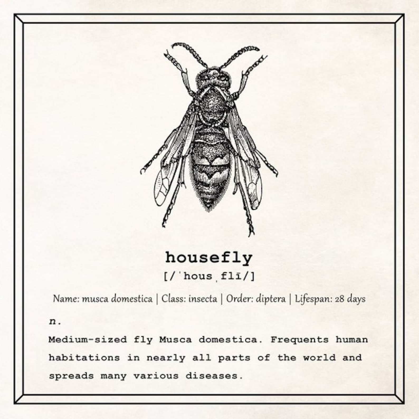 Housefly Art Dictionary Print Housefly Definition Scientist Etsy