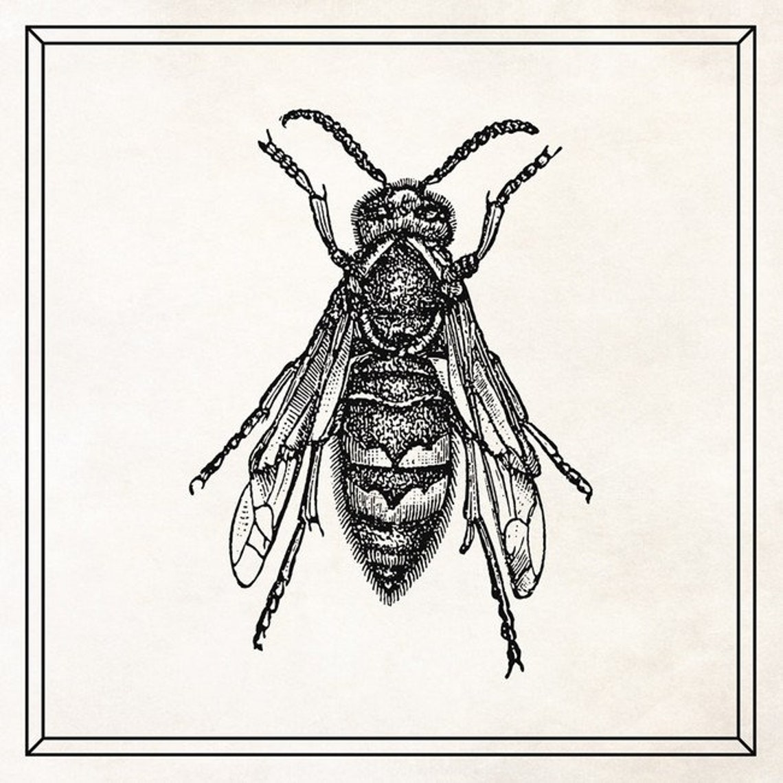 Housefly Wall Art Large Insect Art Gift for Scientist Etsy UK