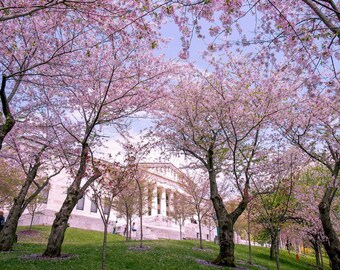 Cherry Blossoms of Buffalo, NY