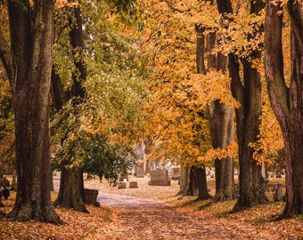 Foliage Photography Buffalo NY