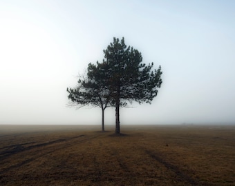 Outer Harbor Fog